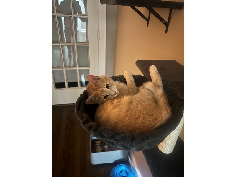 Pet Photo