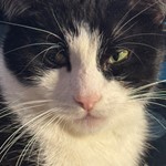 Felix, Other Cat Breed, lost pet near Morse, LA