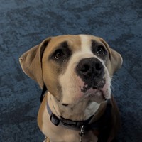 Lost Pet Image