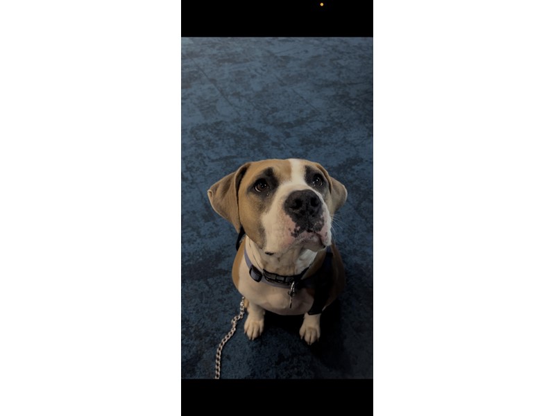 Pet Photo