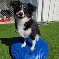 Lost Pet Image