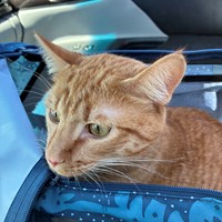 Lost Pet Image