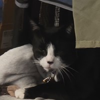Lost Pet Image