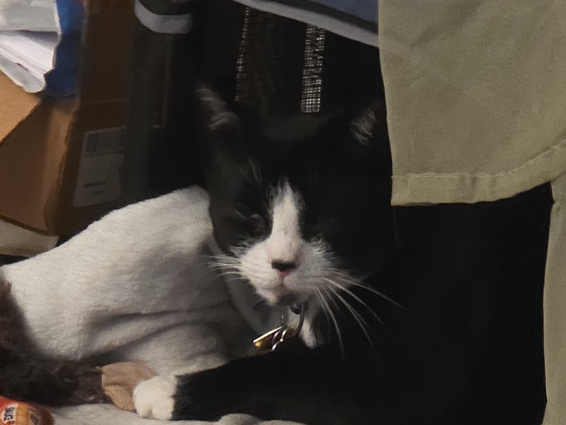 Pet Photo