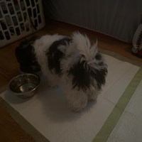 Lost Pet Image