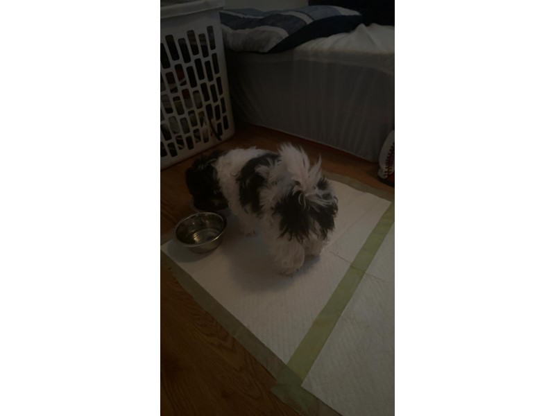 Pet Photo