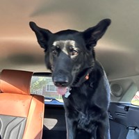Lost Pet Image