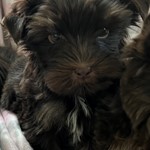 Ford, Yorkshire Terrier, lost pet near Youngstown, OH