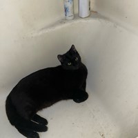 Lost Pet Image