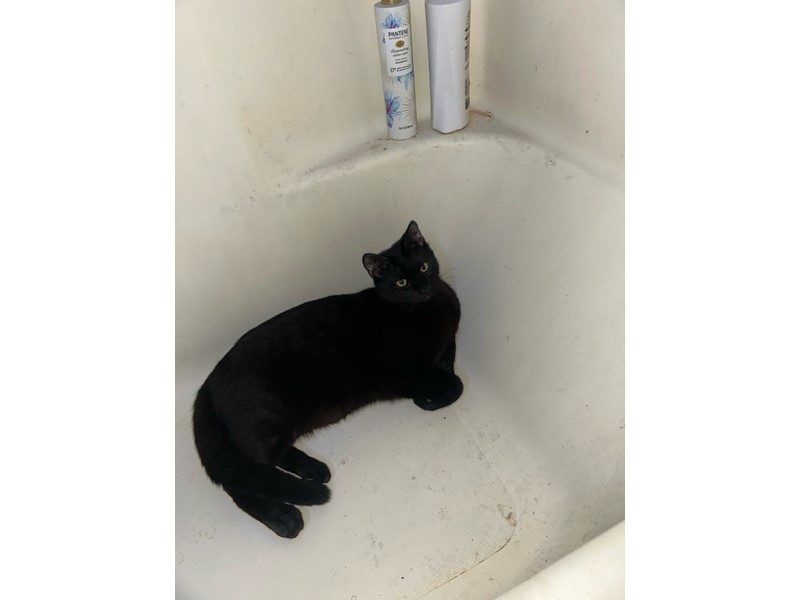 Pet Photo