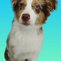 Lost Pet Image