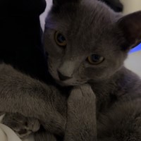 Lost Pet Image