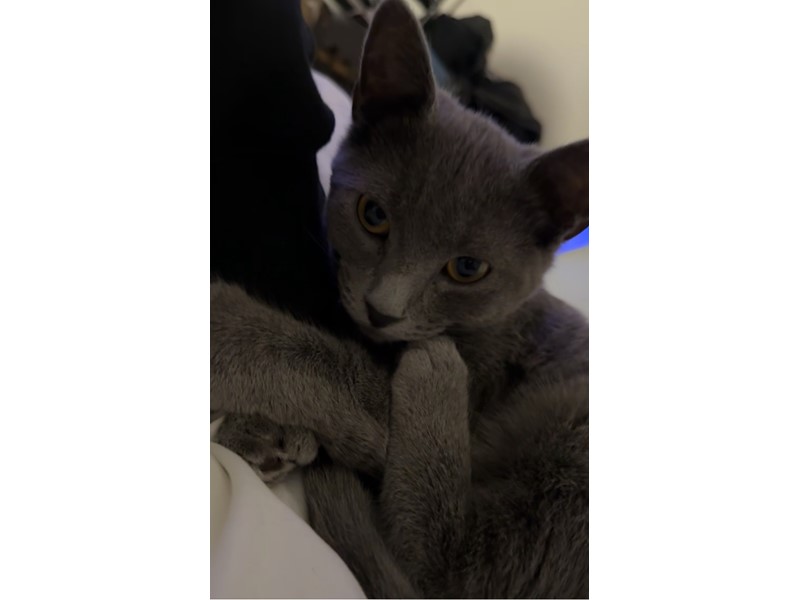 Pet Photo