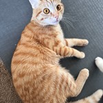 Cheddar, Domestic Short Hair/Domestic Short Hair, lost pet near Aloha, OR