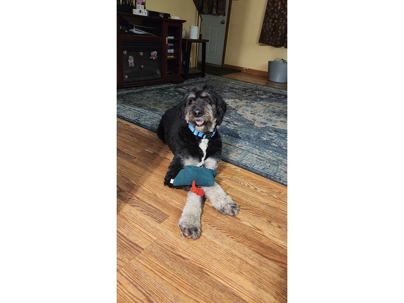 Pet Photo