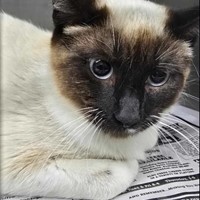 Lost Pet Image