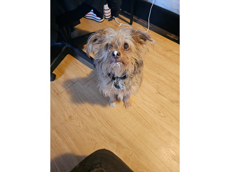 Pet Photo