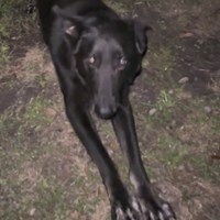 Lost Pet Image