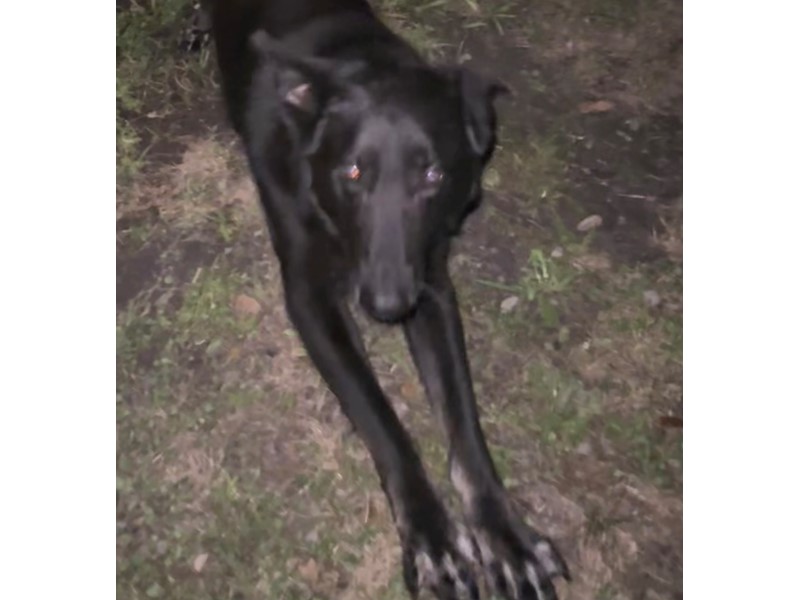 Pet Photo