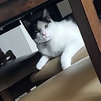 Lost Pet Image
