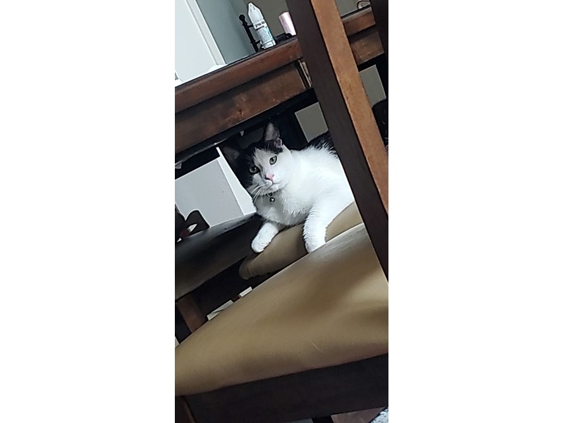 Pet Photo