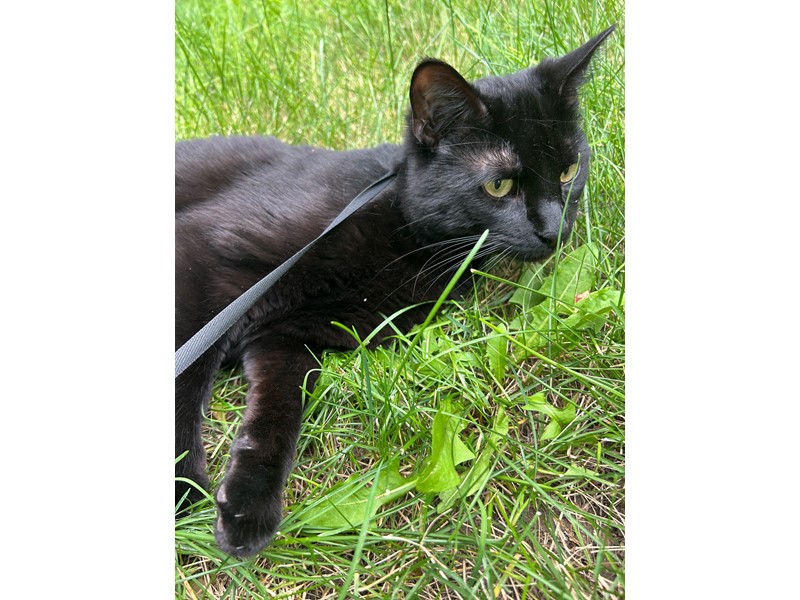 Pet Photo