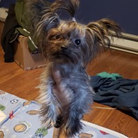 Lost Pet Image