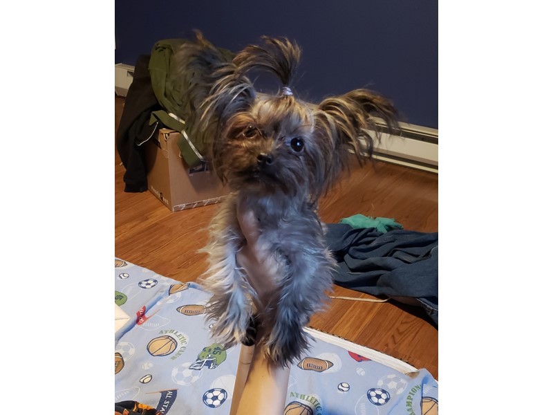Pet Photo