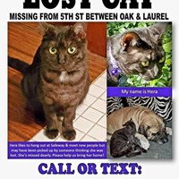 Lost Pet Image