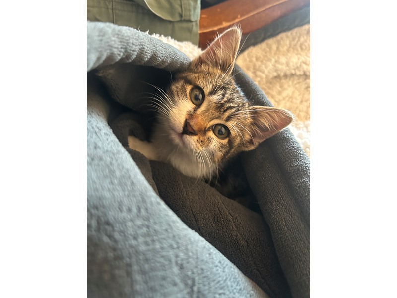 Pet Photo