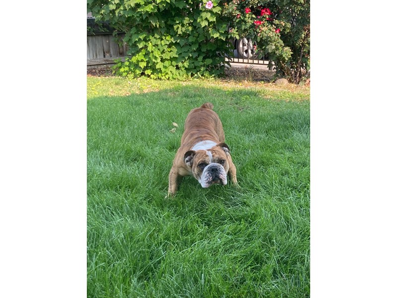 Pet Photo