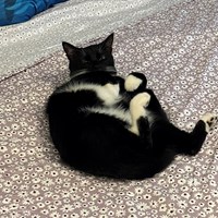 Lost Pet Image