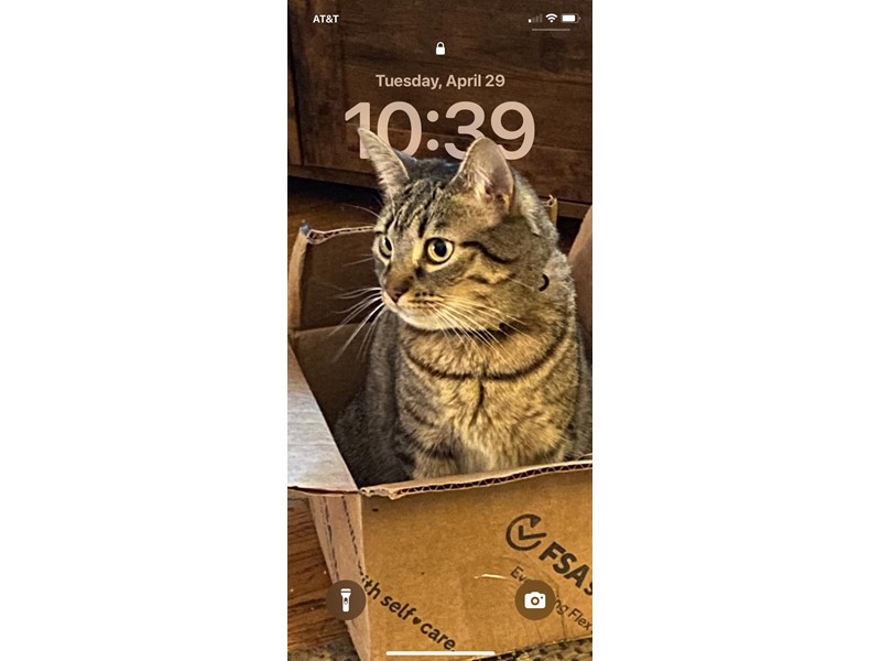 Pet Photo
