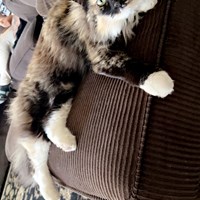 Lost Pet Image