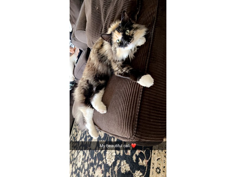 Pet Photo