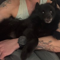 Lost Pet Image
