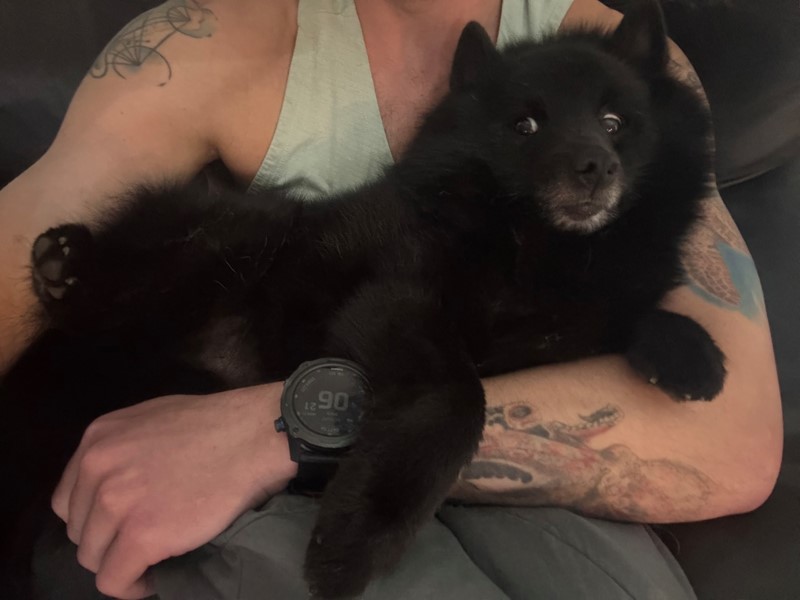 Pet Photo