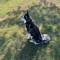Lost Pet Image