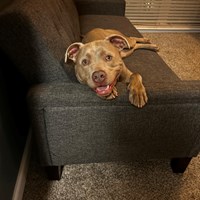 Lost Pet Image
