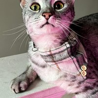 Lost Pet Image