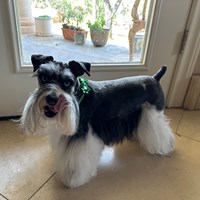 Lost Pet Image