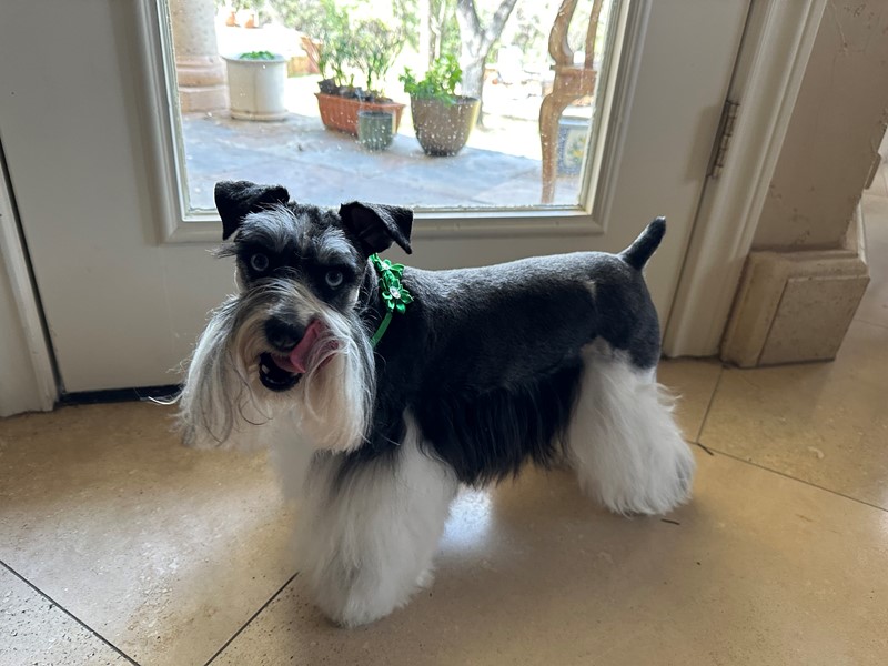 Pet Photo