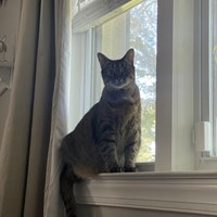 Lost Pet Image
