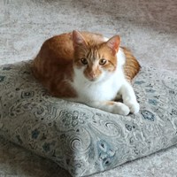 Lost Pet Image