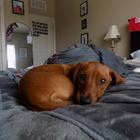 Lost Pet Image