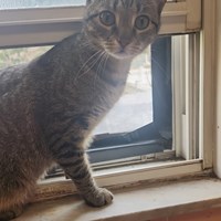 Lost Pet Image