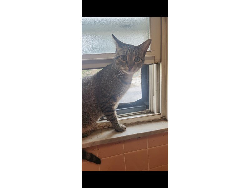 Pet Photo