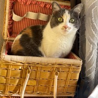 Lost Pet Image