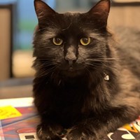 Lost Pet Image