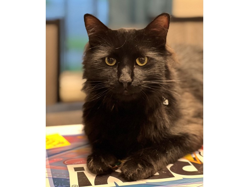 Pet Photo